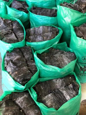 福建莆田日曬海帶 散裝干貨批發的優選初級農產品